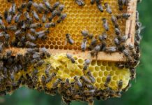 Kondycja zapylaczy mówi wiele o środowisku naturalnym